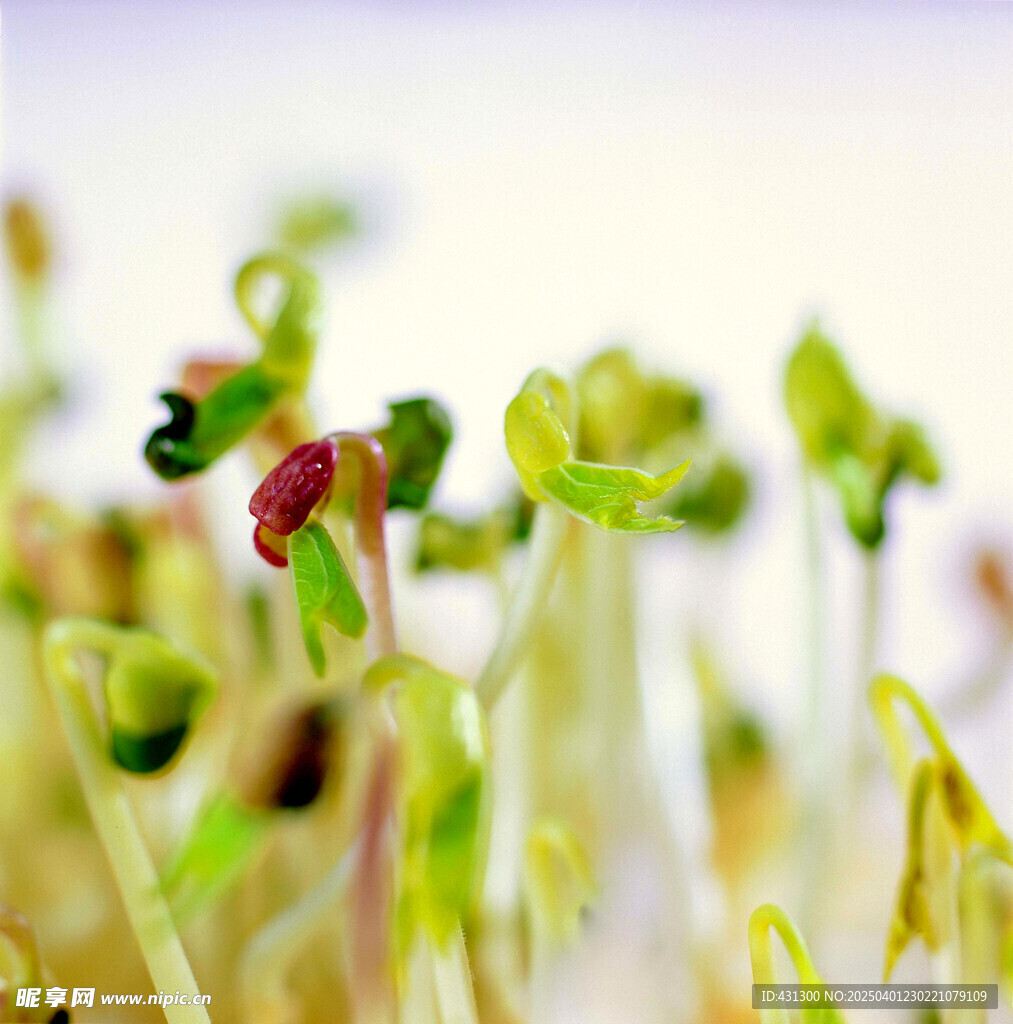 豆芽苗