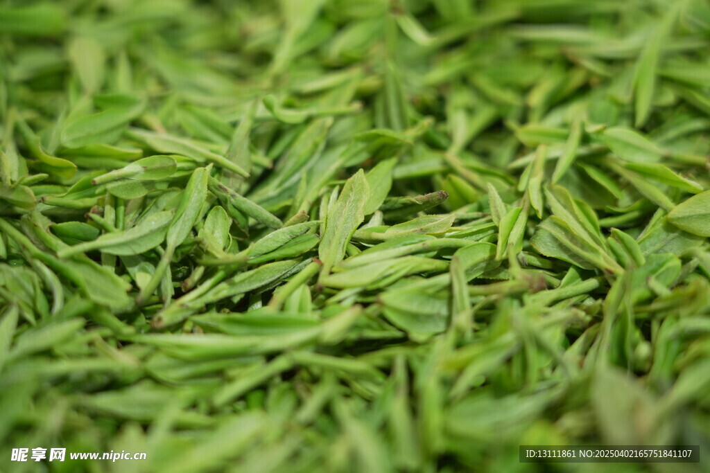 资源县边溪茶园的茶叶