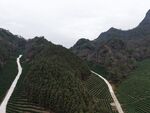 俯瞰资源县边溪茶园