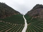 航拍桂林市资源县边溪茶园
