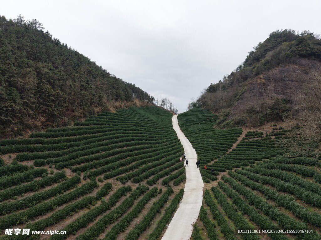 航拍桂林市资源县边溪茶园
