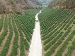 2025资源县边溪茶园俯瞰