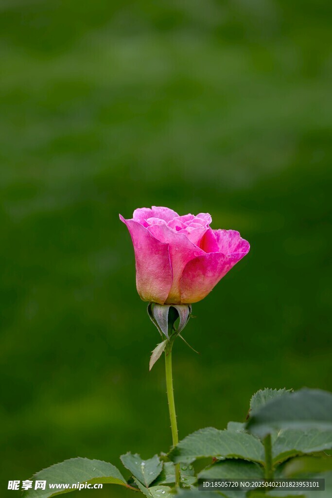 玫瑰花
