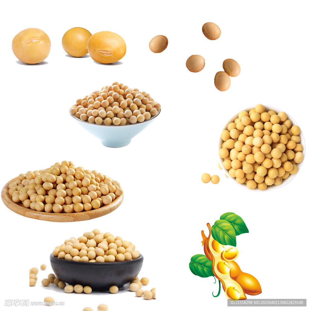 黄豆素材