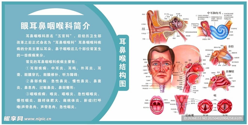 耳鼻喉简介