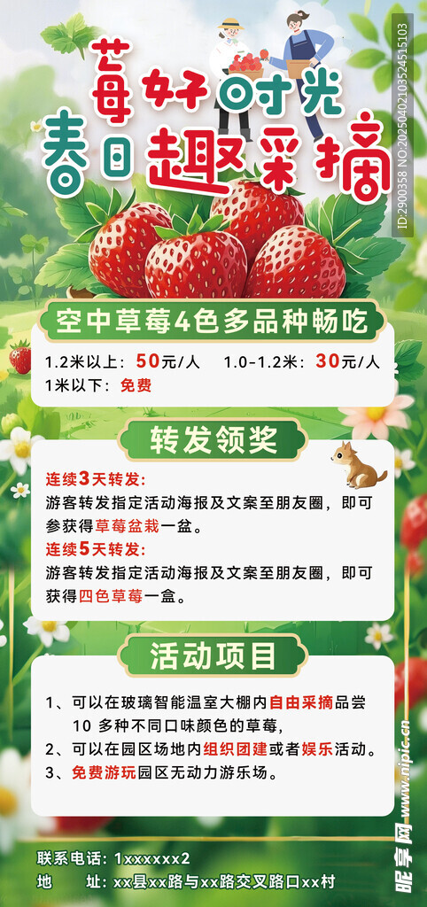 草莓采摘
