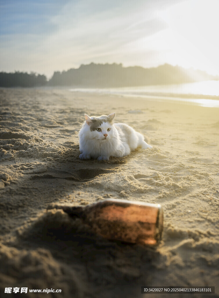 猫咪