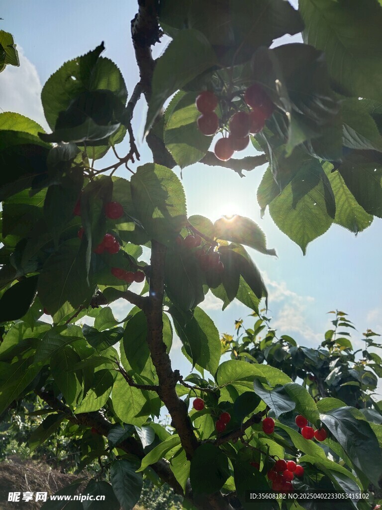 樱桃
