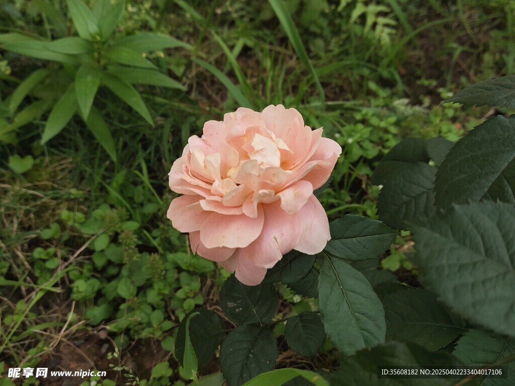 月季花