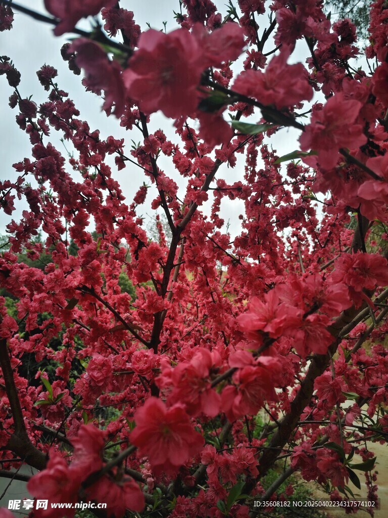 红叶碧桃