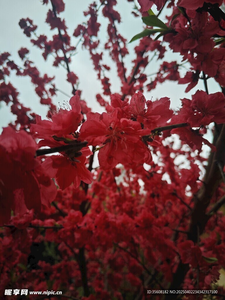红叶碧桃特写