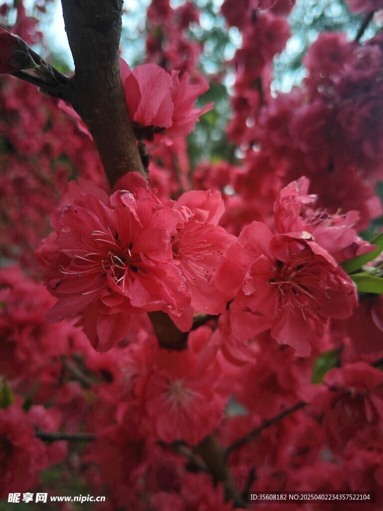 红叶碧桃