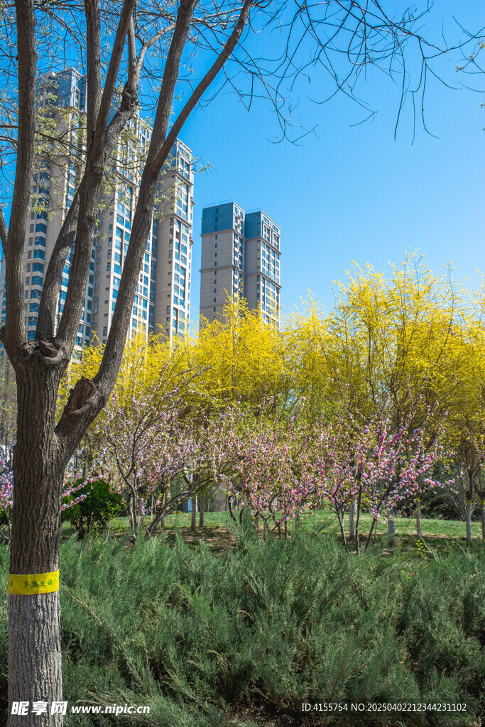樱花盛放城市自然融合