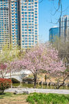 粉色花树与城市水景