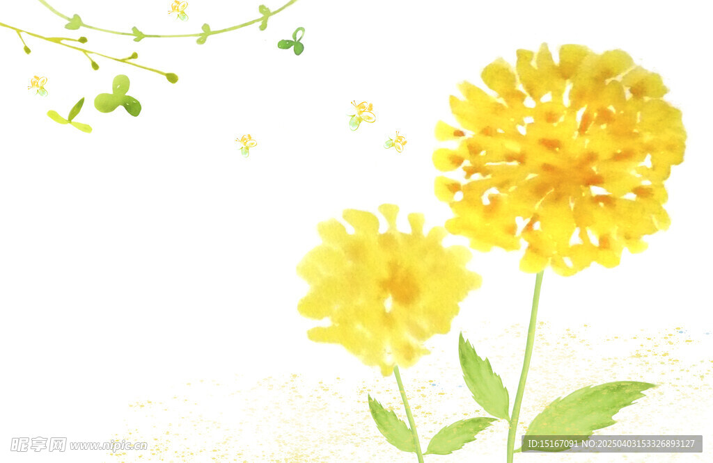 手绘水彩花卉菊花图案插画