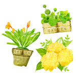 手绘花卉盆栽绿植插画