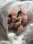 康乃馨