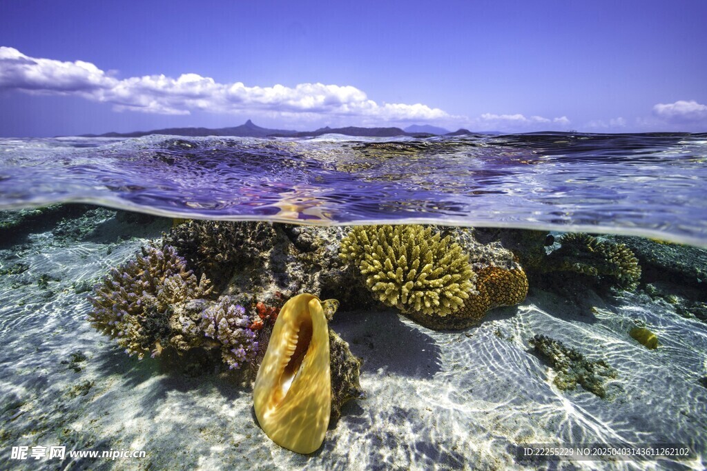 海底珊瑚
