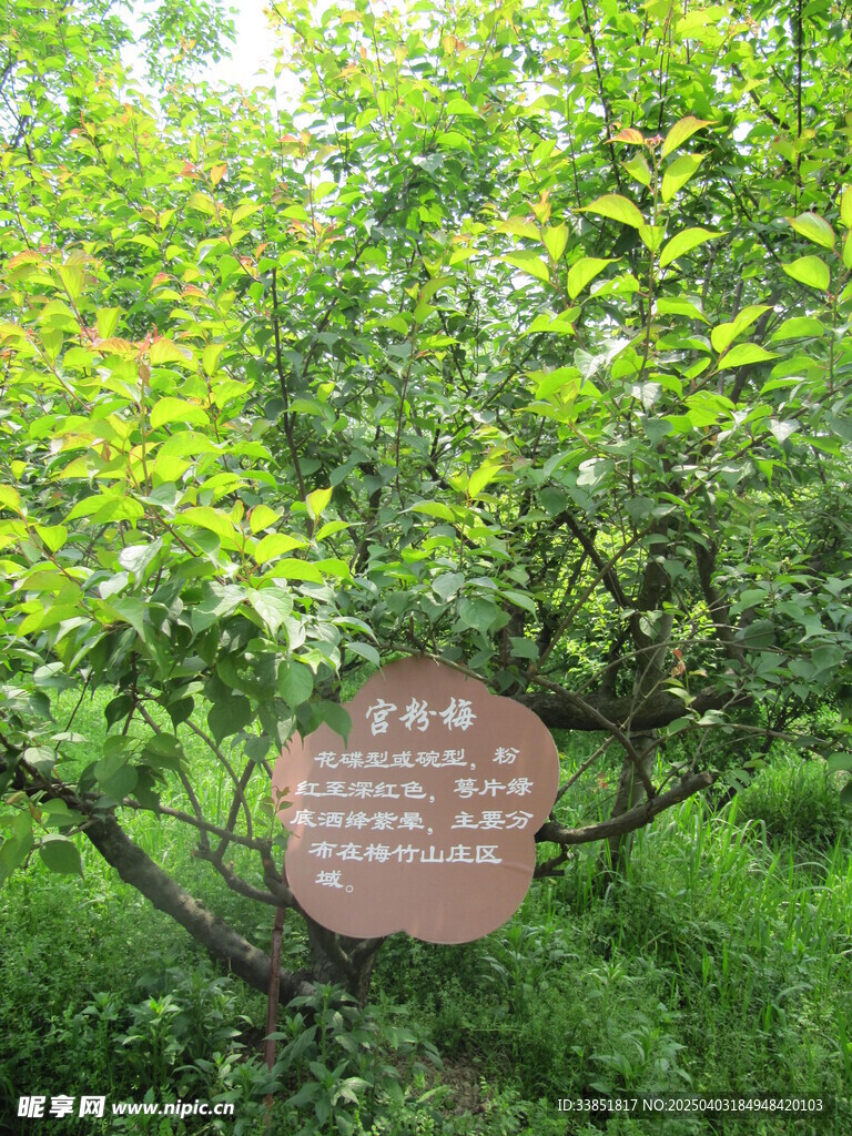 宫粉梅