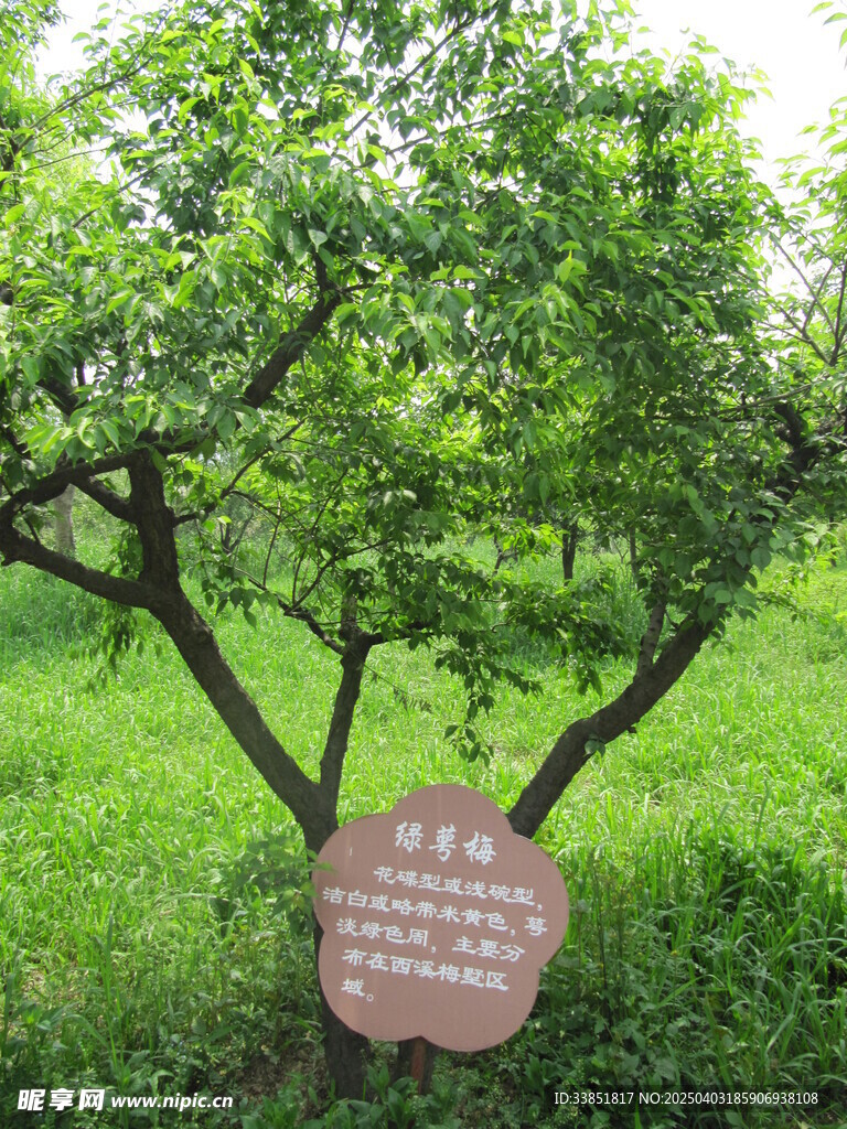 绿鄂梅