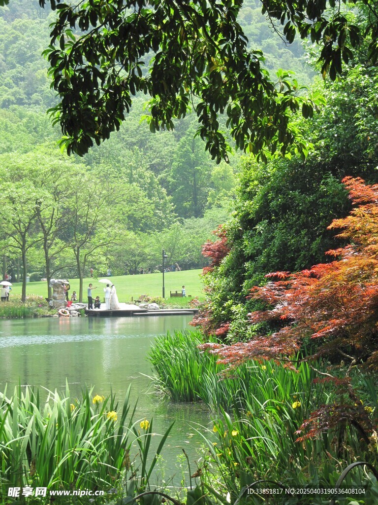 水边植物