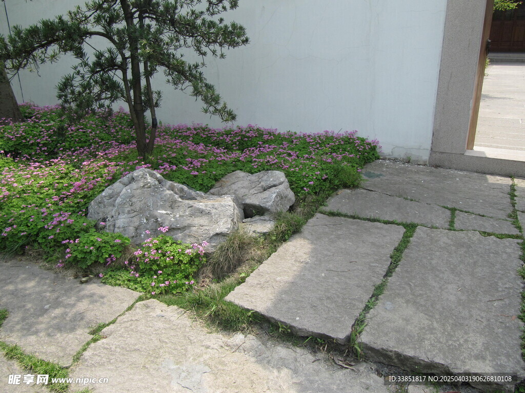 红花酢浆草