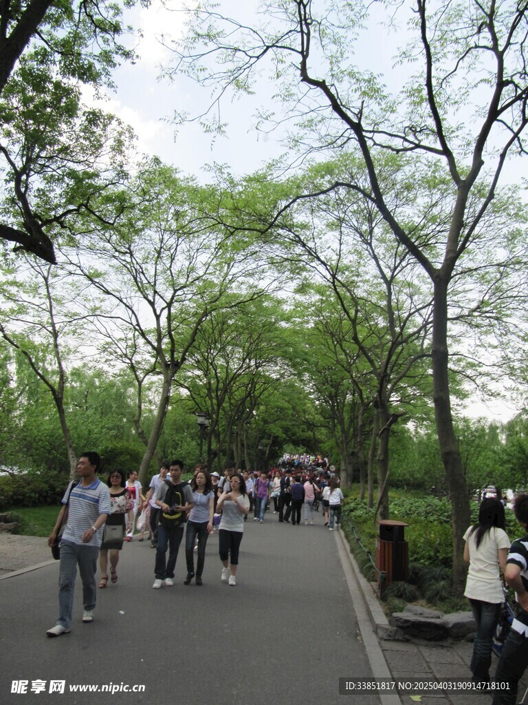 行道树