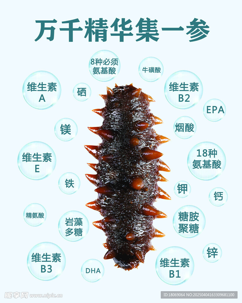 海参的营养价值
