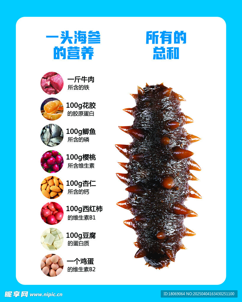 海参的营养价值
