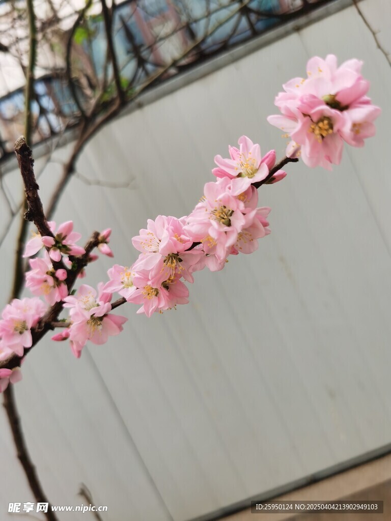 梅花