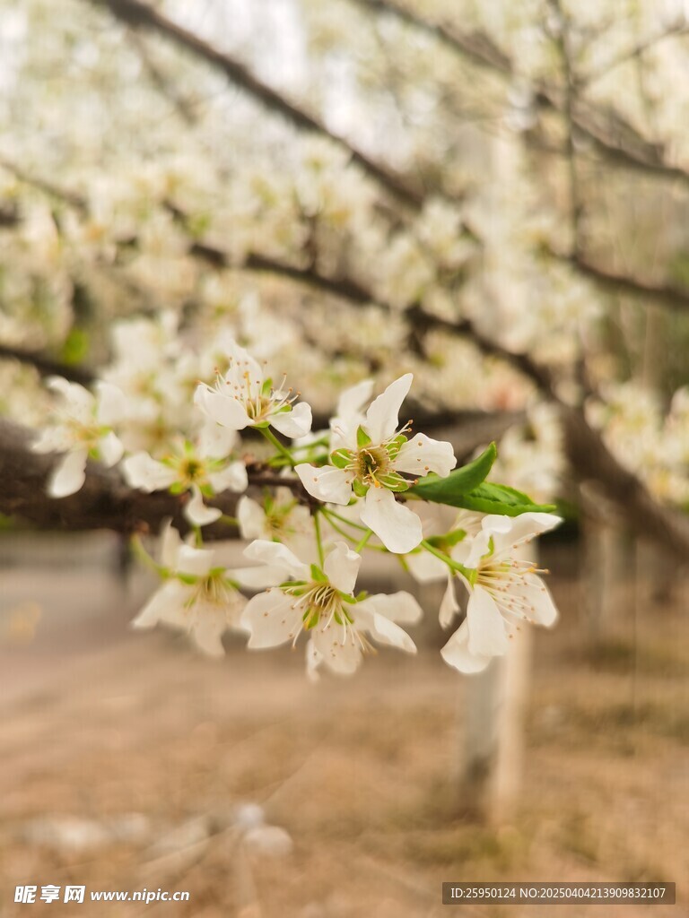 李子花