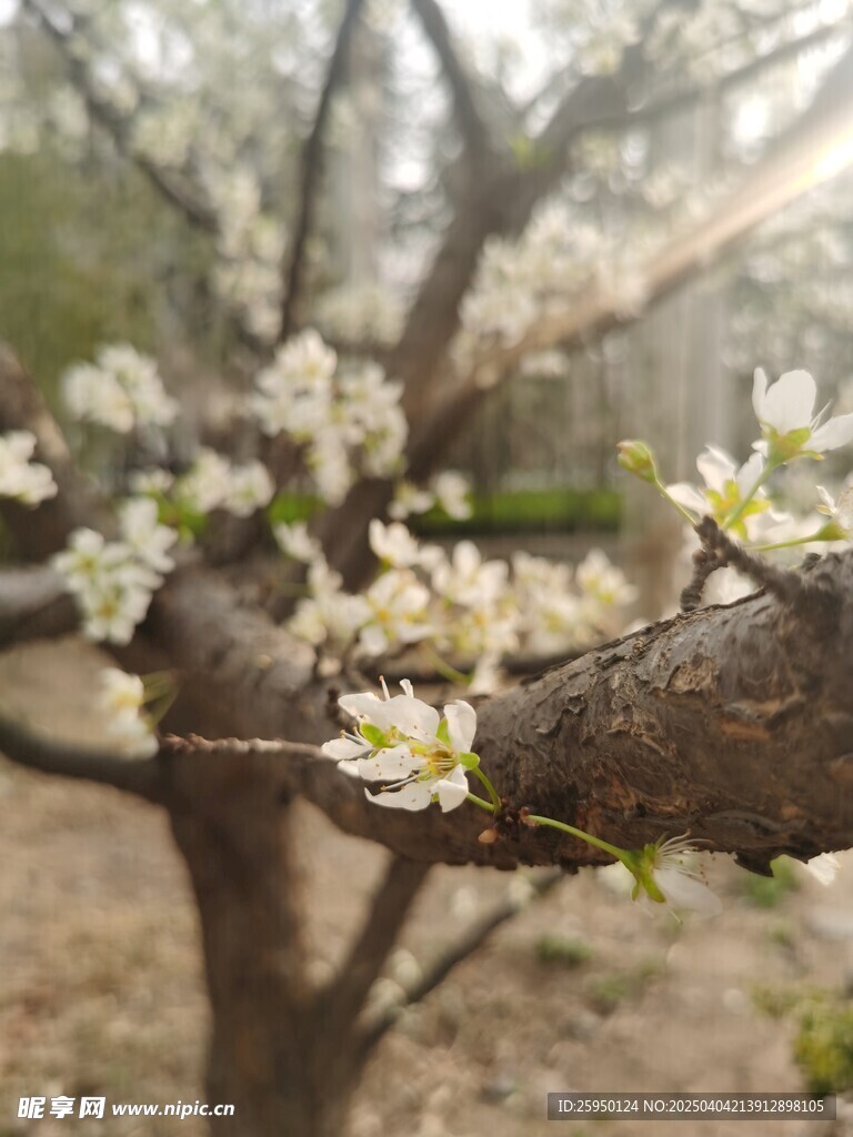 李子花
