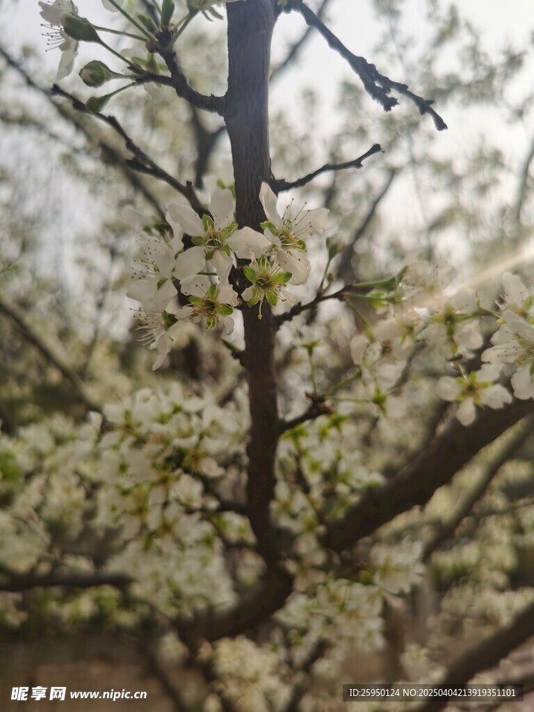 李子花