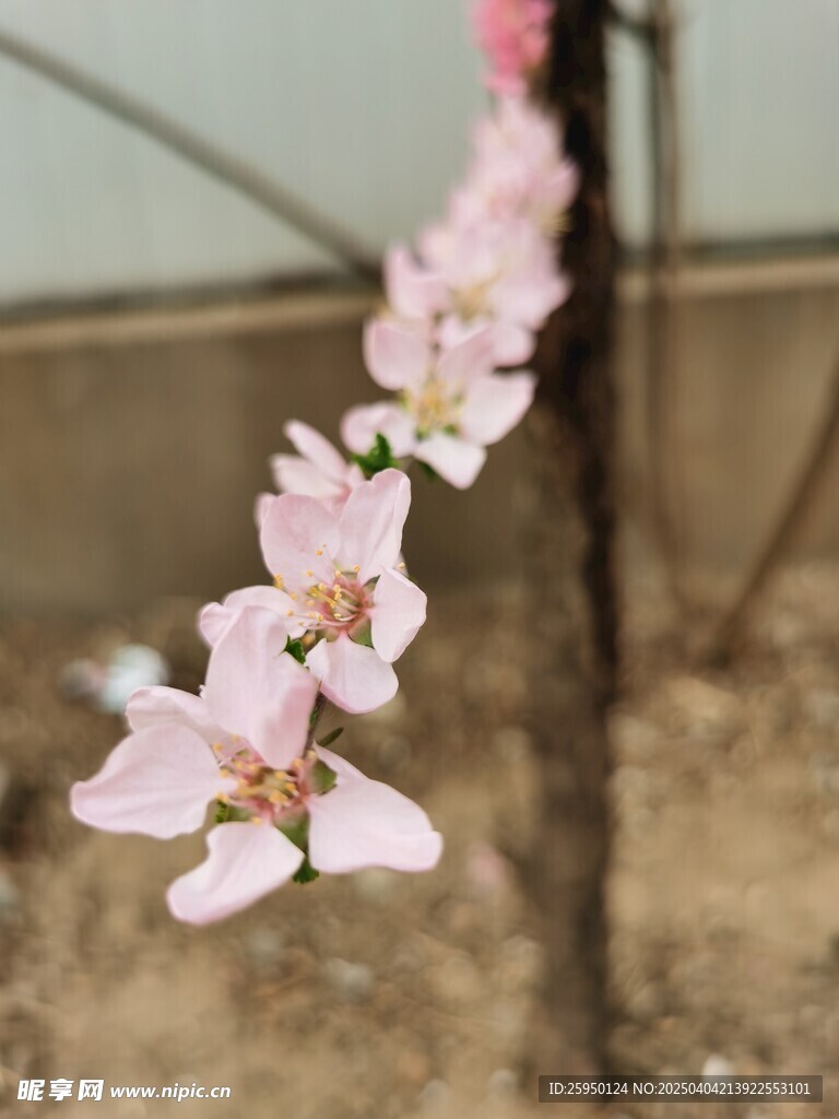 梅花
