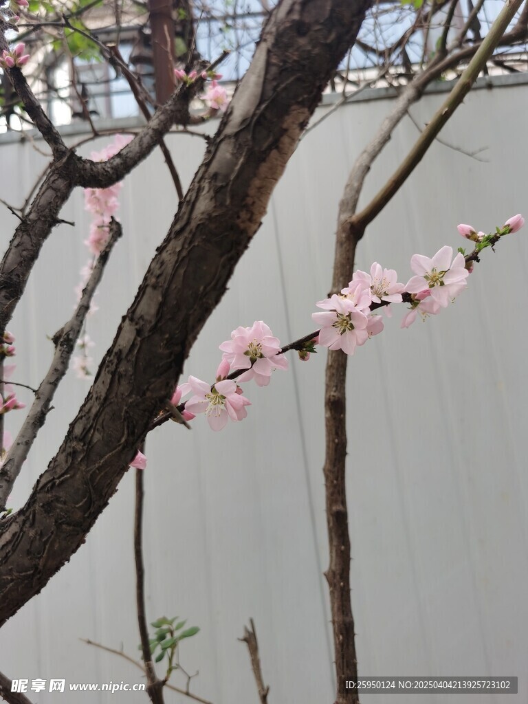 梅花