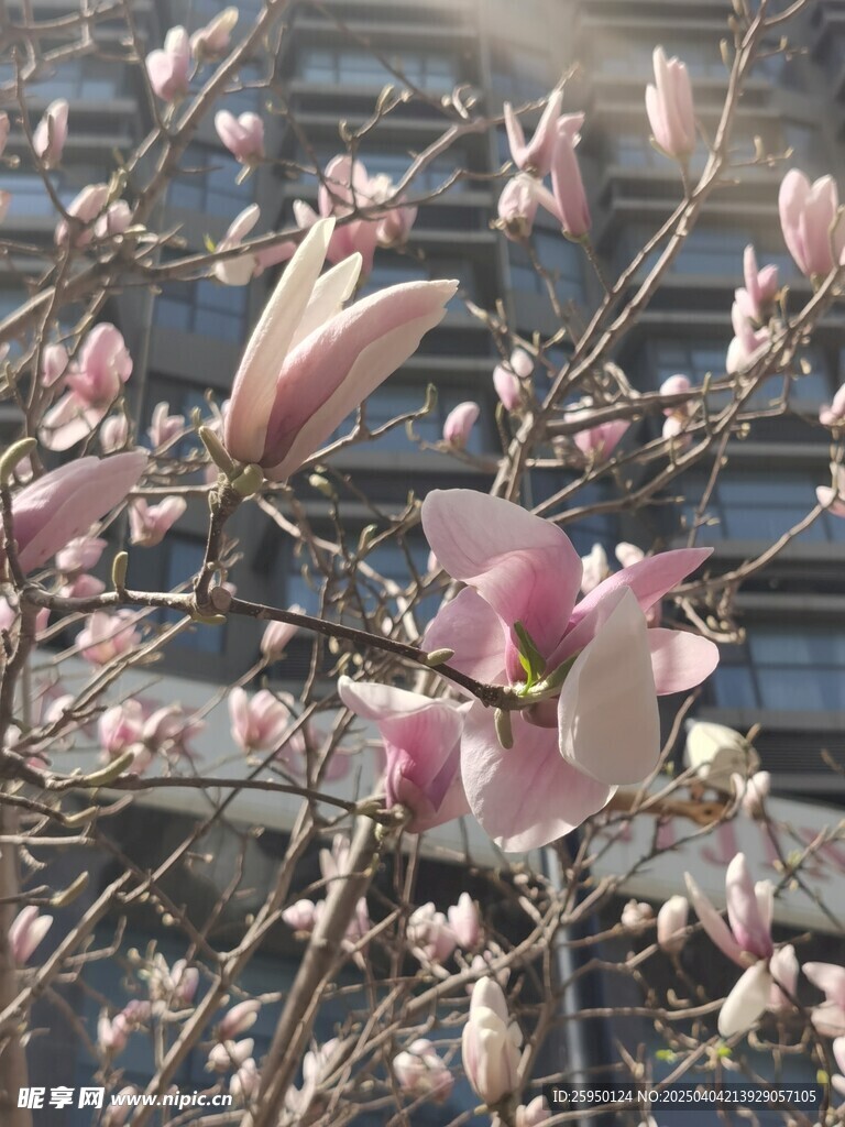 玉兰花