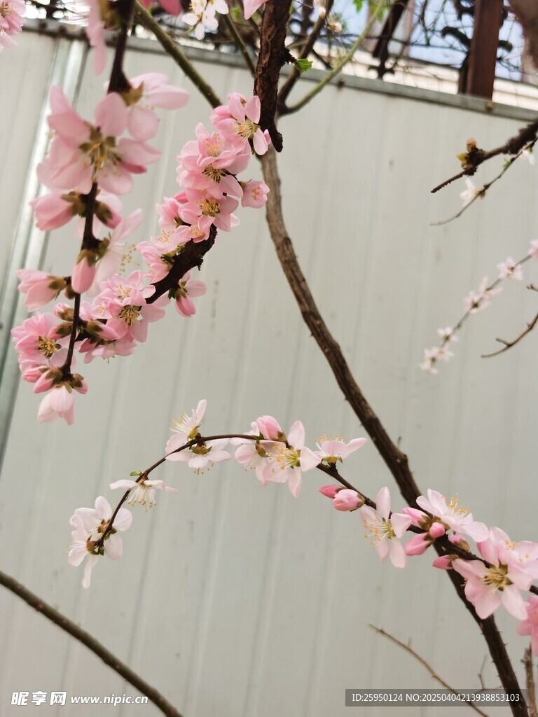 梅花