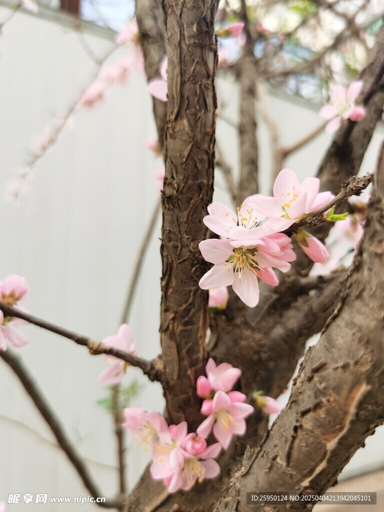 梅花
