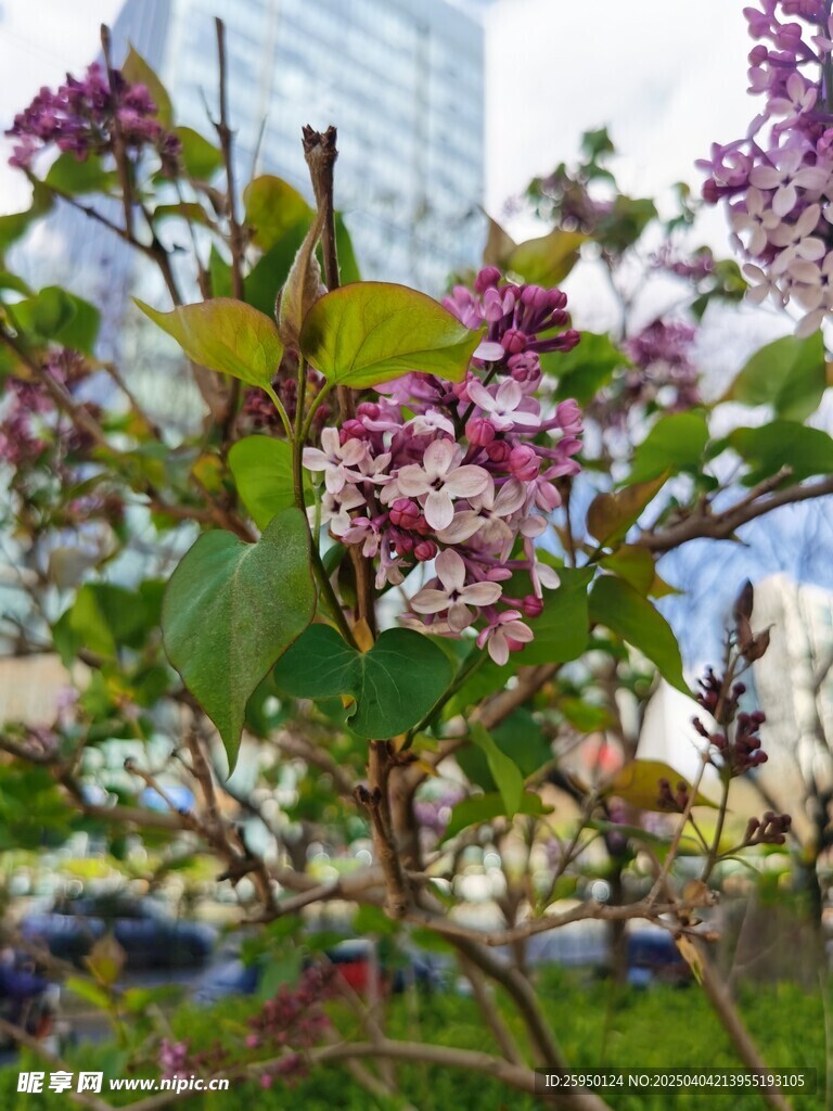 大叶紫丁香