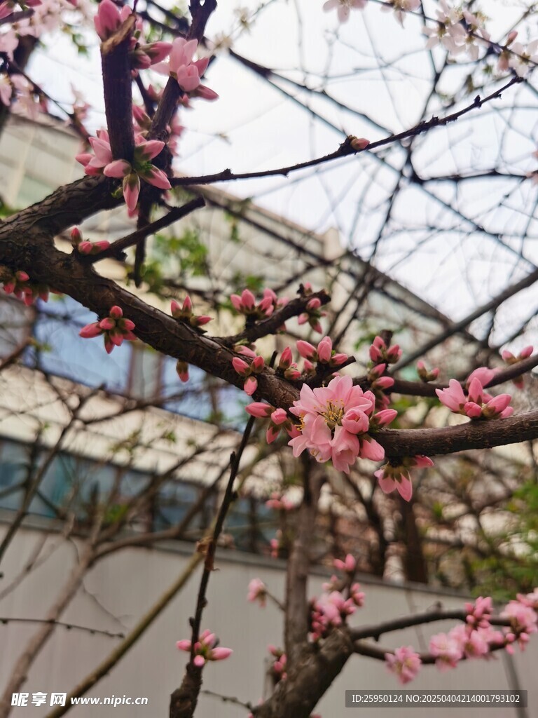 梅花