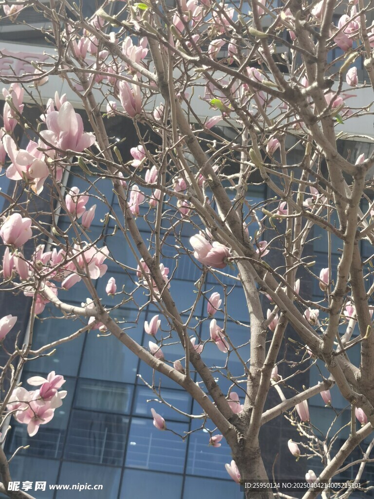 玉兰花