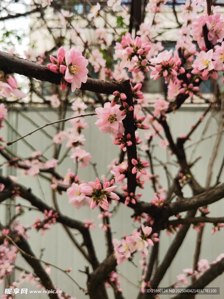 梅花