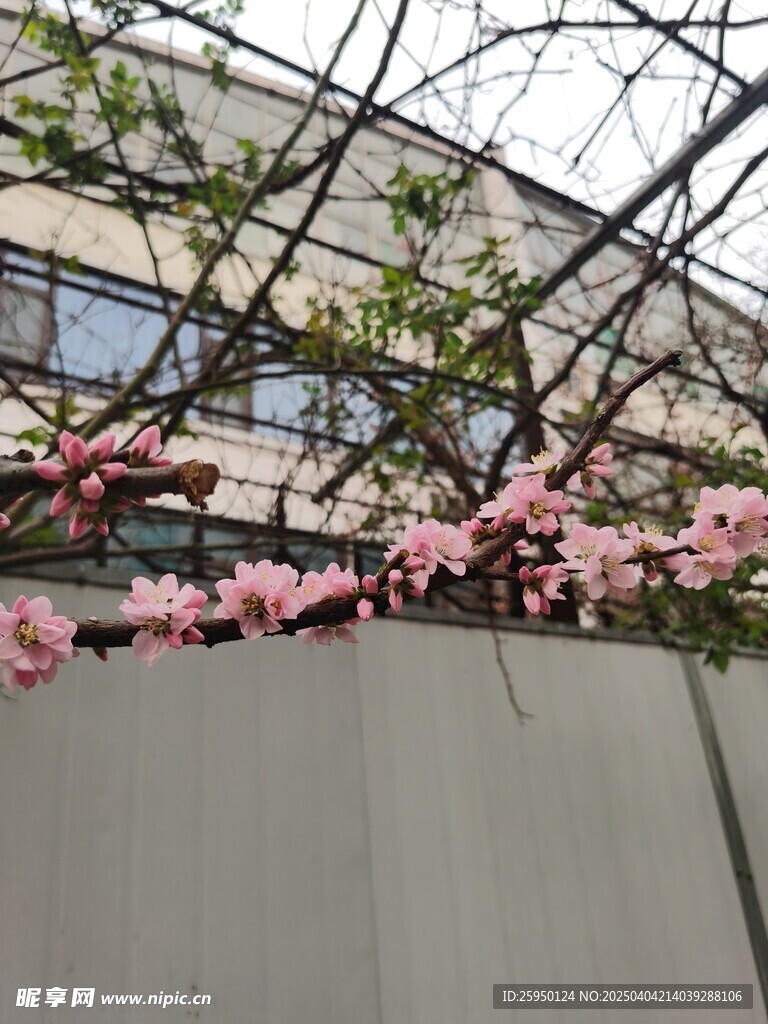梅花