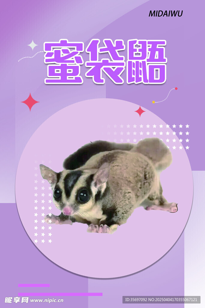 蜜袋鼯 仓鼠