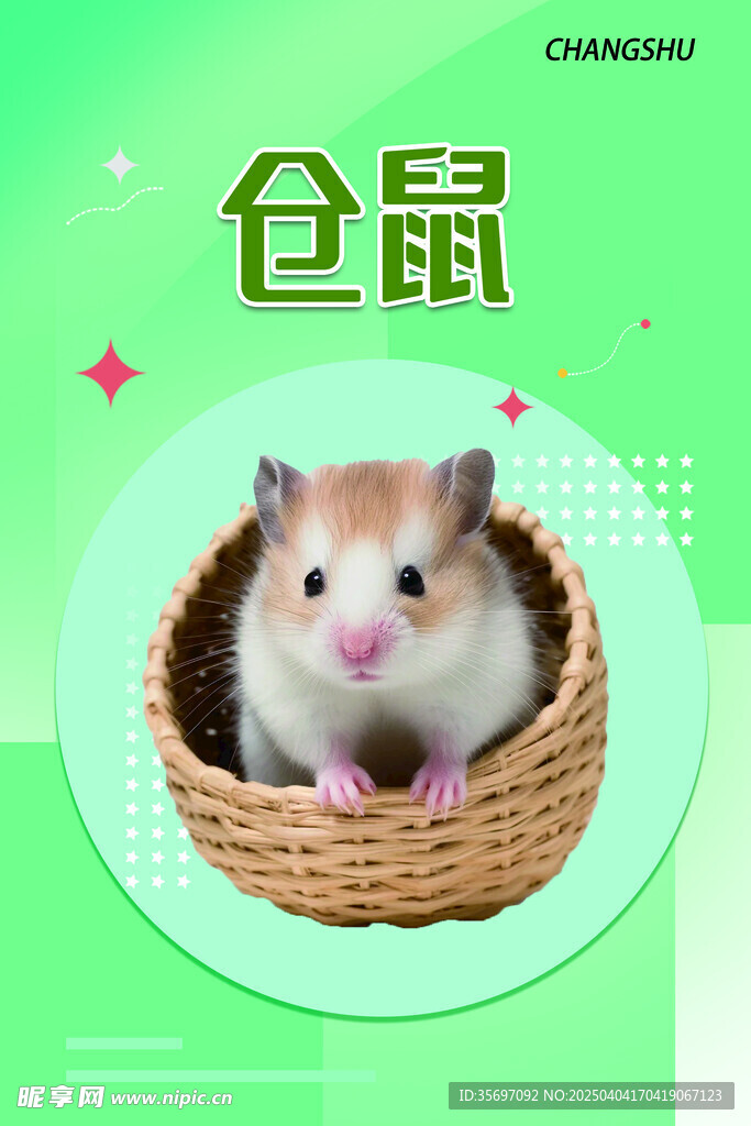 仓鼠 动物