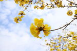 黄花风铃木