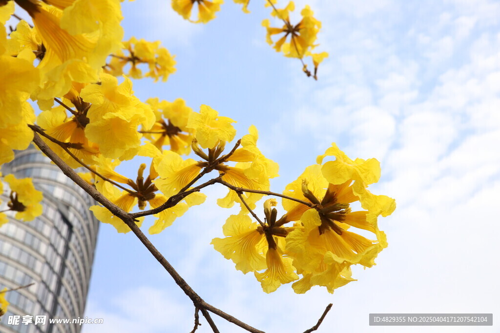 黄花风铃木