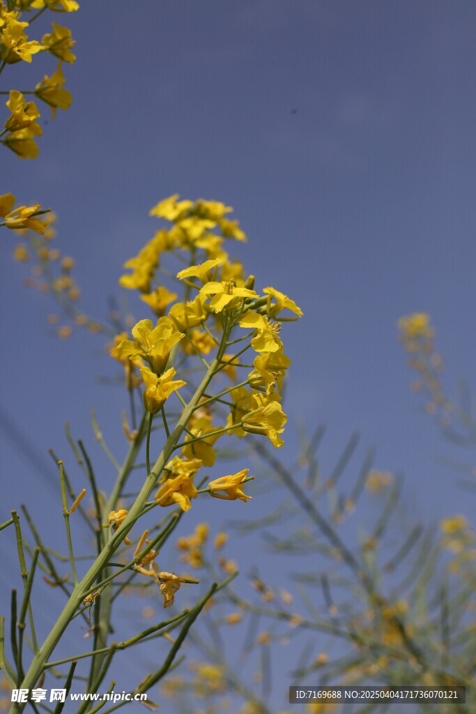 油菜花