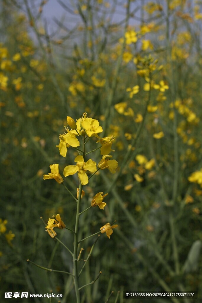油菜花