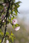樱花树 